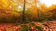 herbstlich Bäume mit goldgelben Blättern wiegen leicht im Wind - Herbststimmung, Wald, Forst, Moos, Sonnenstrahlen, Drohne
