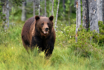Wall Mural - Wild brown bear ( Ursus arctos )