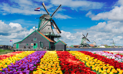 Wall Mural - traditional dutch windmill over colorful stripes of tulips field, Holland