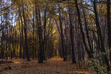 Park Bolimowski in Mazovia, Poland in autumn sunny day