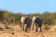 Young elephant bulls