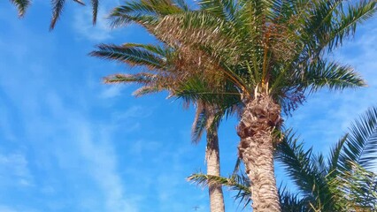 Wall Mural - Relaxing on an island with palm trees on a sunny day