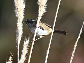 Canvas Print - Closeup shot of the small swamp sparrow perched on the tree branches