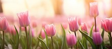 Pink Tulips In Front Of A Blurry Backdrop