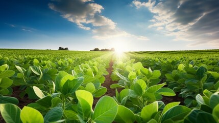 green field and blue sky