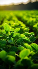 Wall Mural - flourishing soybean plants in an agricultural field, highlighting the vibrant green colors and healthy growth.