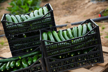 Wall Mural - Closeup of freshly harvested green zucchini in plastic boxes on plantation on spring day