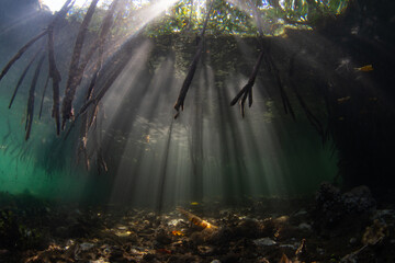 Wall Mural - Sunlight filters underwater into the shadows of a dark mangrove forest growing in Raja Ampat, Indonesia. Mangroves are vital marine habitats that serve as nurseries and filter runoff from the land.