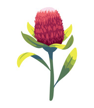 Flower Queen Protea
