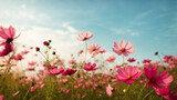 Fototapeta Na drzwi - Beautiful cosmos flowers blooming