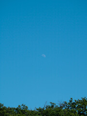 Wall Mural - Moon during day with green forest under him