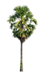 Wall Mural - Isolated sugar palm on transparent background...