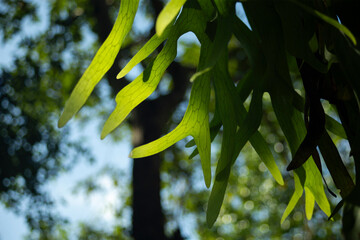 Wall Mural - Green fern leaves on a dark background. Selective focus.