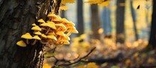 Autumn Trees In The Forest Have Yellow Mushrooms