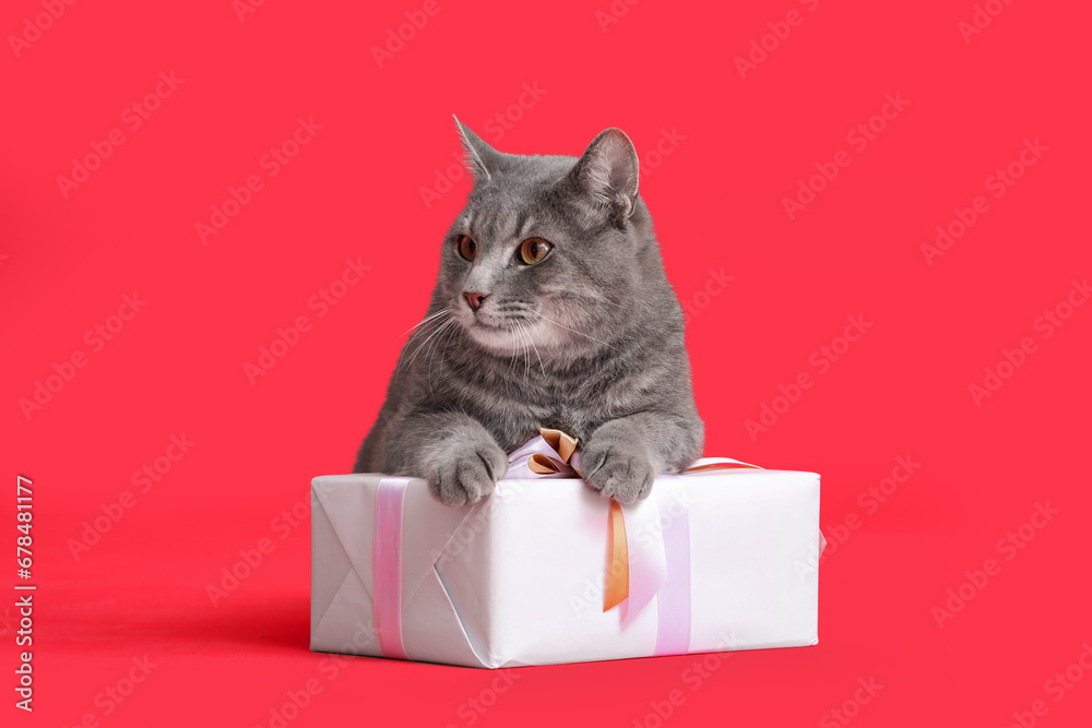 Cute cat with Christmas gift on red background