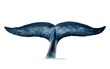 Dangerous Stunning Majestic Whales Massive Tail Isolated on Transparent Background PNG.