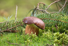 Pine Bolete Mushroom Growing In Moss