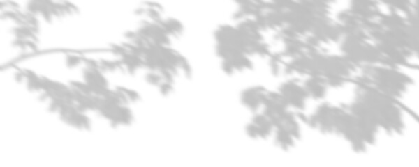 Wall Mural - cutout shadow trees branches shade composition on transparent backgrounds 3d render png