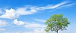 Ideal background choice close up tree in front of blue sky with shallow focus