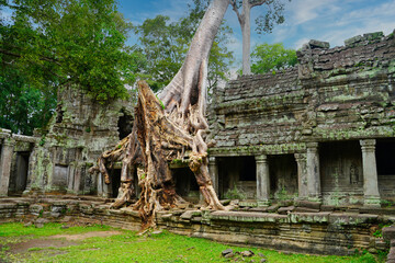 Preah Khan - 12th Century temple built by Khmer King Jayavarman VII with typical Angkor style intertwined tetrameles tree roots at Siem Reap, Cambodia, Asia