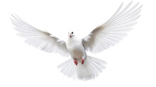 White Dove Flying On The Transparent Background