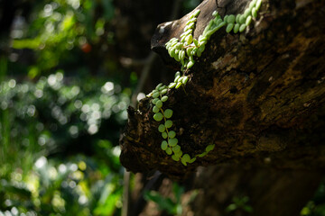 Poster - Green leaves on the tree in the garden. Shallow depth of field.