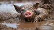 A little pig is playing in the mud
