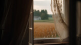 Fototapeta  - A view of the cornfield from the window of a farmhouse, a Close-up of white tulle.