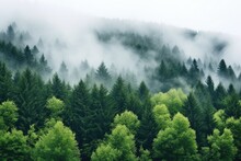 Thick Fog Blanketing A Dense Forest