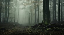 An Image Of Thick Fog Covering A Dense Forest And Trees.