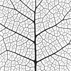 Wall Mural - leaf vein texture abstract background with close up plant leaf cells ornament texture pattern.