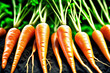 Karotten Feld close up als  Hintergrund
