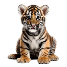 Cute Tiger Cub Portrait, Isolated