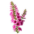Pink Foxglove Flower Isolated