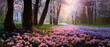 Spring glade in forest with flowering pink and purple flowers