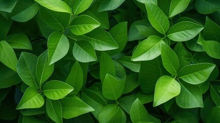 Top view of fresh green leaves, green background, nature background