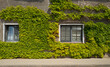 House with ivy wall, north east  Gemany 