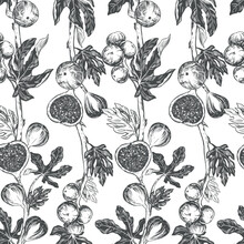 Figs Seamless Pattern. Vector Hand Drawn Illustration On White Background. Botanical Fruit Sketch Texture. Graphic Old Print, Engraving Technique. Design For Fabric, Wrapping Paper, Wallpaper.