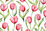 Fototapeta Tulipany - Dutch Red and Pink Tulip watercolor on white background, valentines day concept
