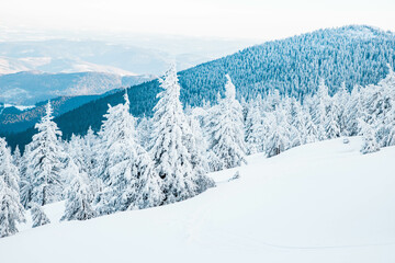 Sticker - amazing winter landscape with snowy fir trees