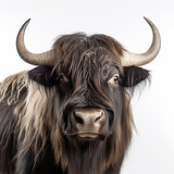 Fototapeta Zwierzęta - a long haired Yak Buffalo portrayed in studio on a white background tion created with Generative Ai