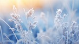 Fototapeta Natura - Beautiful winter background with plants covered with hoarfrost.
