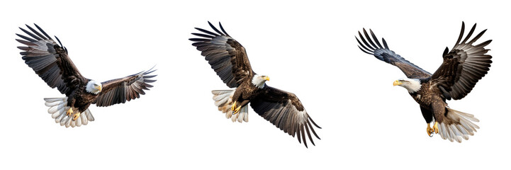 Wall Mural - Bald Eagle Flying Isolated on a transparent background