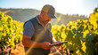 A vintner or winemaker checking vine crops first thing in the morning