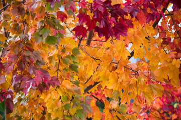 Wall Mural - Herbstfarben am Ahorn