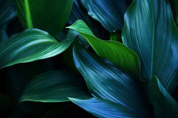 Close-up detail macro texture bright blue green leave tropical forest plant spathiphyllum cannifolium in dark nature background.Curve leaf floral botanical abstract desktop wallpaper. generative ai.