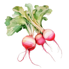 Poster - Watercolor hand drawn style radish on white transparent background