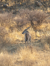 Vertical View Of Common Eland Seen With Head In Profile While Standing In Brush During A Golden Hour Afternoon, Windhoek, Namibia