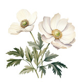 Beautiful white anemone flower with green leaves. Vintage Christmas watercolor illustration for greeting cards, invitations, web banners. Artistic painted winter, spring plant. Isolated floral element