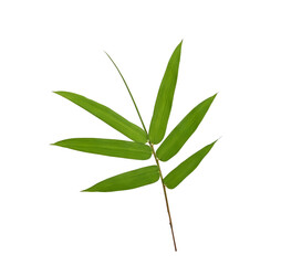  leaf bamboo isolated on transparent png